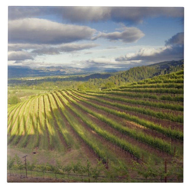 Azulejo De Cerâmica Vineyard. Vale Napa. Napa. Condado de Napa, (Frente)