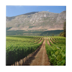 Azulejo De Cerâmica Vinhas da Propriedade Vinícola Groot Constantia