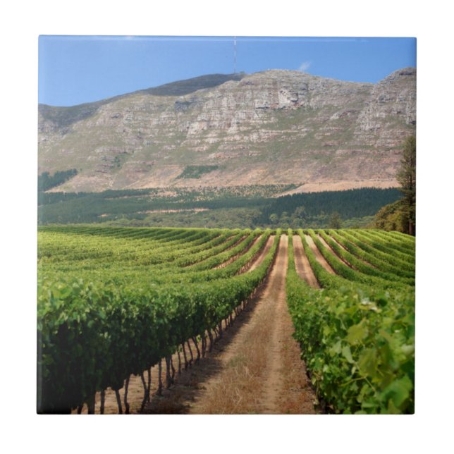 Azulejo De Cerâmica Vinhas da Propriedade Vinícola Groot Constantia (Frente)