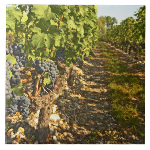 Azulejo De Cerâmica Vinhas de Cabernet Sauvignon em uma fileira na