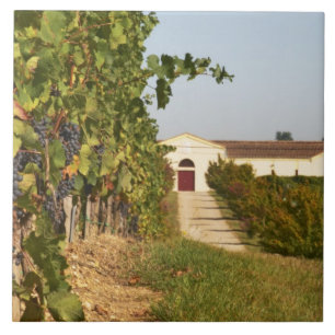 Azulejo De Cerâmica Vinhas, videiras petit verdot e a adega ao