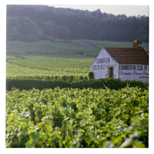 Azulejo De Cerâmica vinhedo Chambertin Clos de Beze Grand Cru com