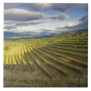 Azulejo De Cerâmica Vinícola. Vale de Napa. Napa. Condado de Napa,