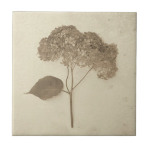 Azulejo De Cerâmica Vintage Antique Sepia Hydrangea País Floral