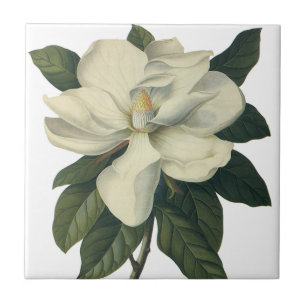 Azulejo De Cerâmica Vintage Blooming White Magnolia Blossom Flores