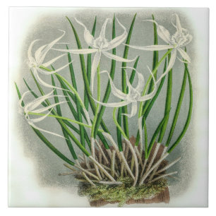 Azulejo De Cerâmica Vintage Brassavola Cuculatta Orchid Flower