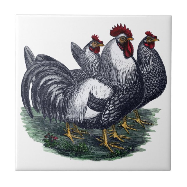 Azulejo De Cerâmica Vintage Chickens (Frente)