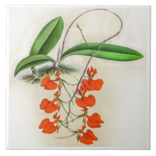 Azulejo De Cerâmica Vintage Comparettia Speciosa Orchid Flower