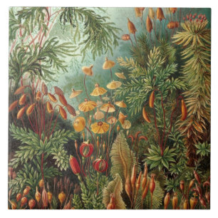 Azulejo De Cerâmica Vintage Ernst Haeckel Mosses