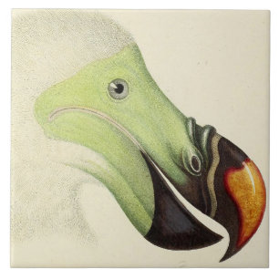 Azulejo De Cerâmica Vintage Head of a Dodo