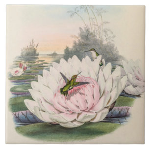 Azulejo De Cerâmica Vintage Hummingbird por John Gould