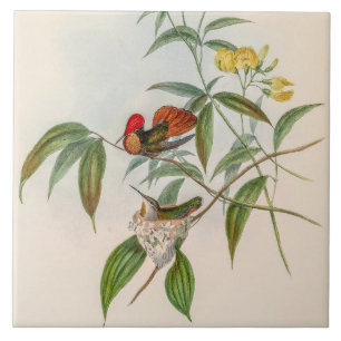 Azulejo De Cerâmica Vintage Hummingbird por John Gould