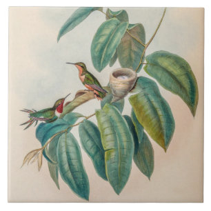 Azulejo De Cerâmica Vintage Hummingbird por John Gould