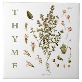Azulejo De Cerâmica Vintage Kitchen Garden Thyme Herb plant flowers