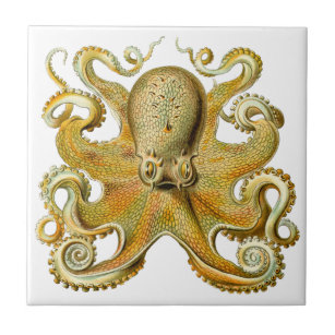 Azulejo De Cerâmica Vintage Kraken, Octopus Gamochonia, Ernst Haeckel