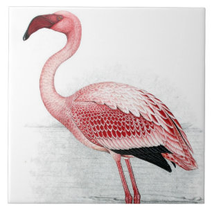 Azulejo De Cerâmica Vintage Lesser Flamingo Claude Gibney Finch Davies