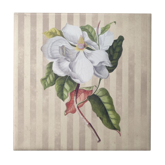 Azulejo De Cerâmica Vintage Magnolia Flower on Strips (Frente)