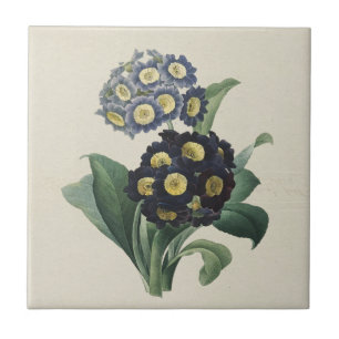 Azulejo De Cerâmica Vintage Moody Blue Auriculus Primroses