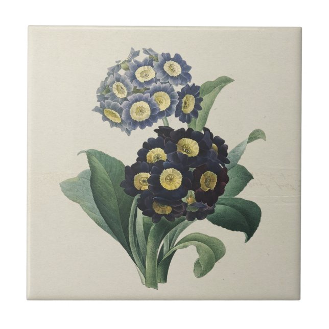 Azulejo De Cerâmica Vintage Moody Blue Auriculus Primroses (Frente)