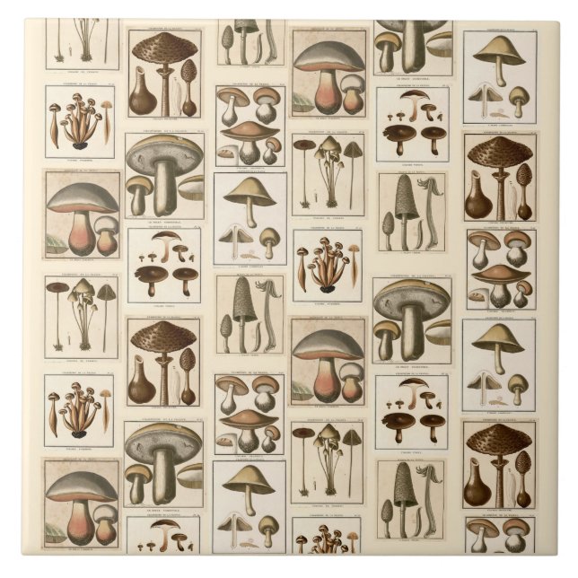 Azulejo De Cerâmica Vintage Mushroom Botanical Impressões Trivet (Frente)