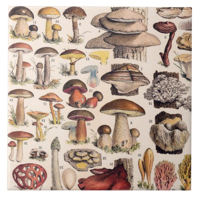 Azulejo De Cerâmica Vintage Mushrooms By Adolphe Millot (Frente)