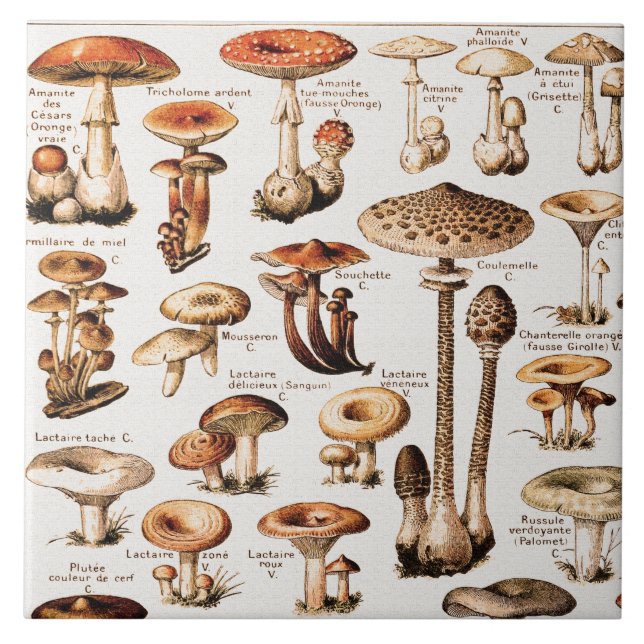 Azulejo De Cerâmica Vintage Mushrooms By Adolphe Millot  (Frente)
