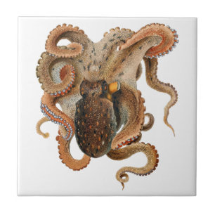 Azulejo De Cerâmica Vintage Octopus Vulgaris, Animais da Vida Marinha
