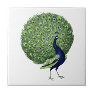 Azulejo De Cerâmica Vintage Peacock Open Fan