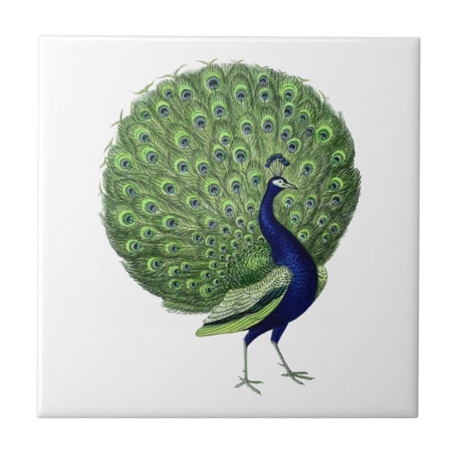 Azulejo De Cerâmica Vintage Peacock Open Fan (Frente)