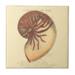 Azulejo De Cerâmica Vintage Red Conch Shell<br><div class="desc">Nesta imagem vívida,  você pode ver no estilo original e natural vintage da casca vermelha Conch perto. Este tipo único de arte tem sombreado preto e vermelho para destacar a espiral desta concha. Pegue esta concha com um fundo de sepia no seu produto hoje.</div>