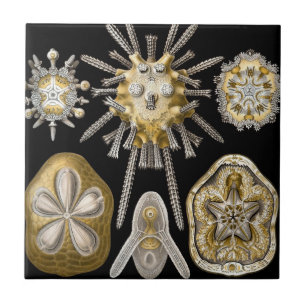 Azulejo De Cerâmica Vintage Sand Dollares Sea Urchins por Ernst Haecke