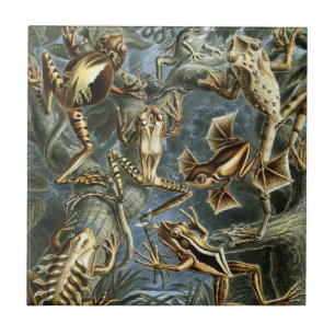 Azulejo De Cerâmica Vintage Sapos e sapos Batrachia por Ernst Haeckel