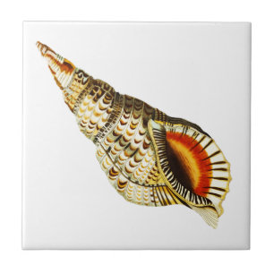 Azulejo De Cerâmica Vintage Seashell Trumpet Ilustração da bandeja a