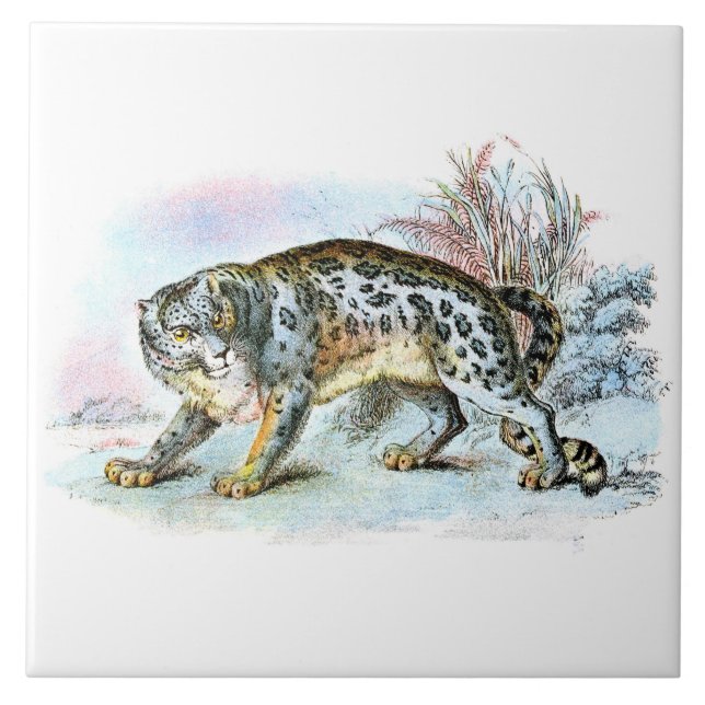 Azulejo De Cerâmica Vintage Snow Leopard Animal Illustration (Frente)