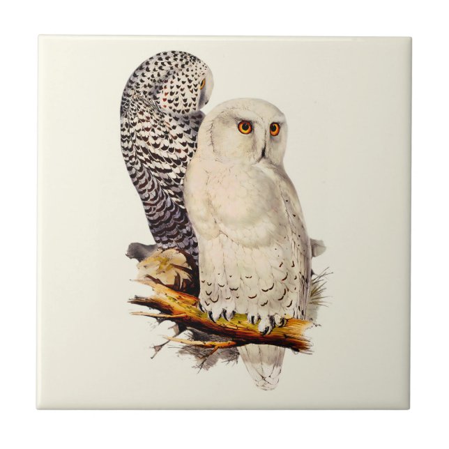 Azulejo De Cerâmica Vintage Snowy Owl Drawing (Frente)