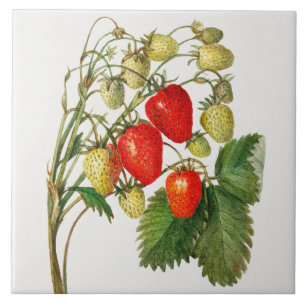 Azulejo De Cerâmica Vintage Strawberry Branch
