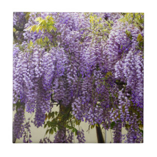 Azulejo De Cerâmica Violet Wisteria Flowers