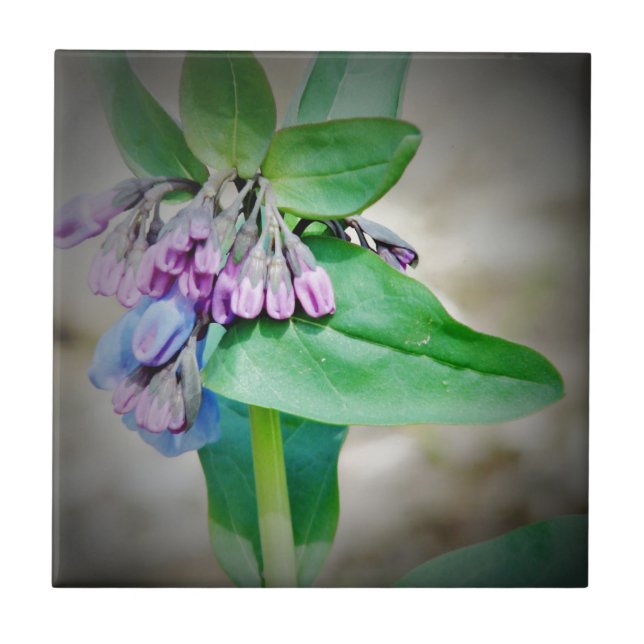 Azulejo De Cerâmica Virginina Bluebells (Frente)