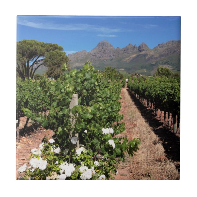 Azulejo De Cerâmica Vista das Vinhas. Stellenbosch (Frente)