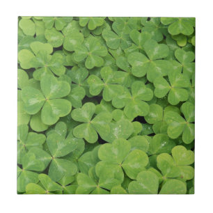 Azulejo De Cerâmica Vista de folhagem de Oxalis Oregana