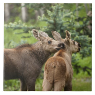 Azulejo De Cerâmica Vitelos De Moose Vinculados