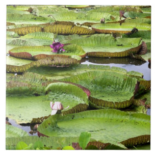 Azulejo De Cerâmica Vitoria Regis, vitórias-régias na Amazônia