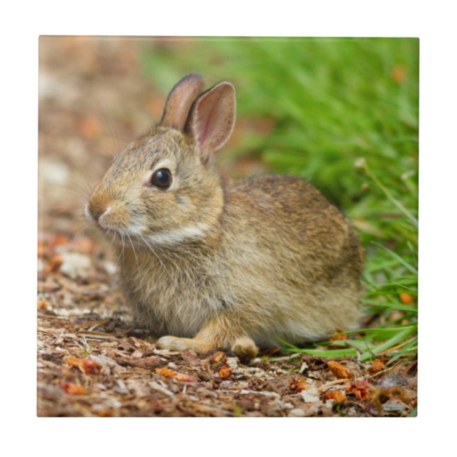 Azulejo De Cerâmica WA, Redmond, coelho bebê Cottontail oriental (Frente)