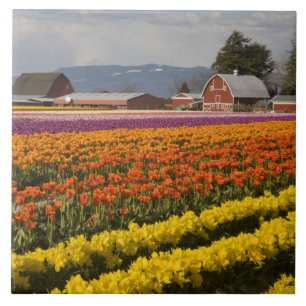 Azulejo De Cerâmica WA, Skagit Valley, campos Tulip em flor, em