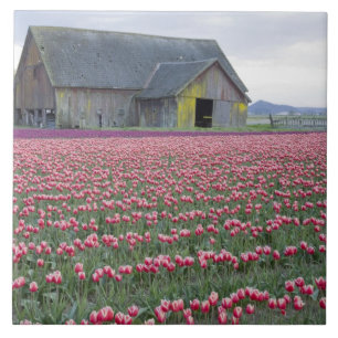 Azulejo De Cerâmica WA, Skagit Valley, Tulip Field e Barn