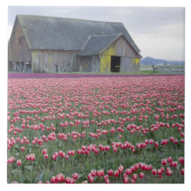 Azulejo De Cerâmica WA, Skagit Valley, Tulip Field e Barn (Frente)