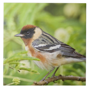 Azulejo De Cerâmica Warbler (Dendroica castanea) adulto
