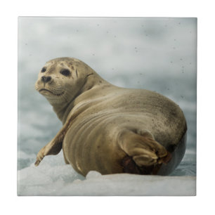 Azulejo De Cerâmica Wary Seal