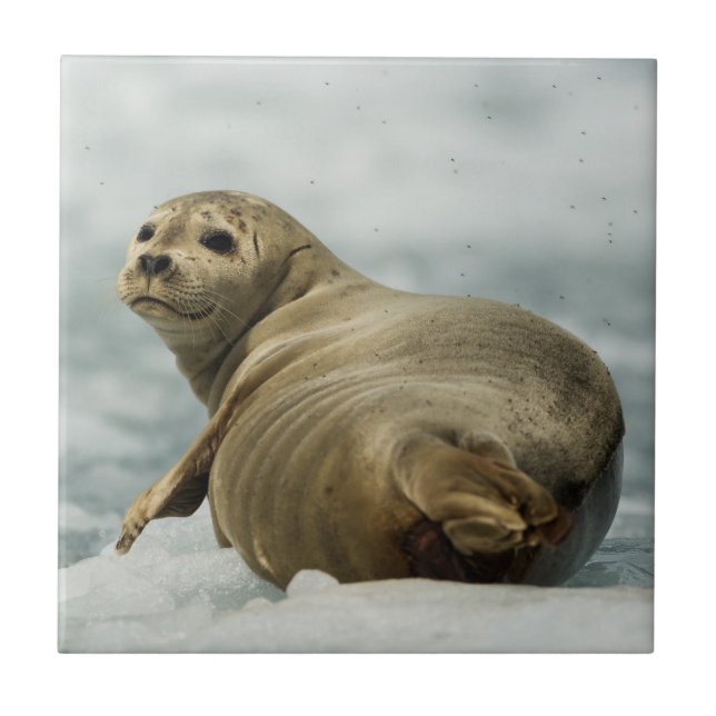 Azulejo De Cerâmica Wary Seal (Frente)