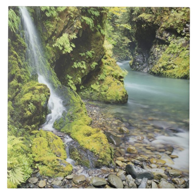 Azulejo De Cerâmica Washington, Parque Nacional Olimpiadas, Sazonal (Frente)